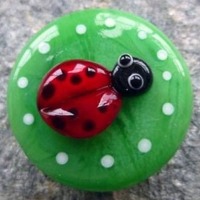 Lentil Ladybird